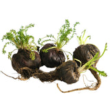 Maca Root Powder Black Raw Pure Natural Non GMO Superfood Bulk