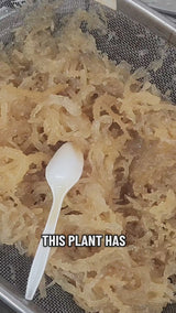 Irish Sea Moss Gel with Herbs and Superfoods | Your Choice of Herbal Infusions | Many Superfoods to Choose From!
